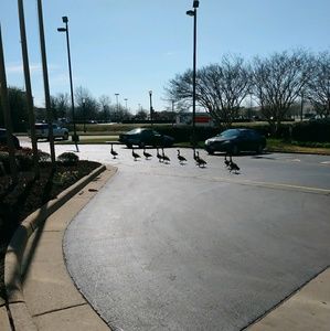 Meet your Posher, Darlene